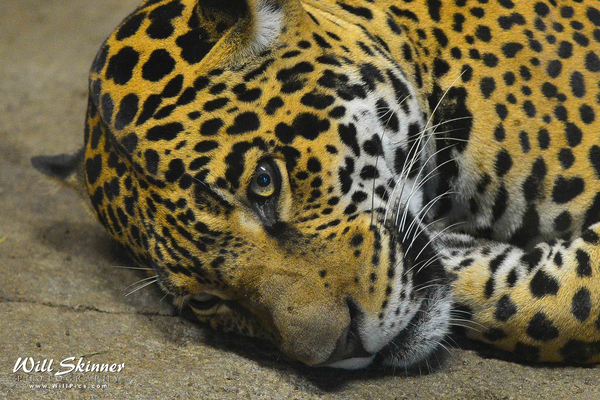 WillPicsCom's tweet photo. Fuzzy #animal faces @sandiegozoo http://t.co/cbUUp50FNg