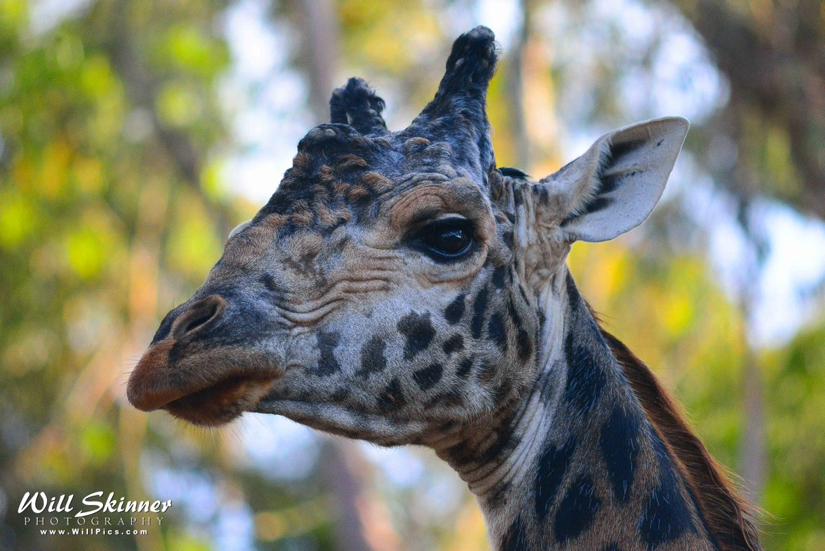 WillPicsCom's tweet photo. Fuzzy #animal faces @sandiegozoo http://t.co/w1LMEQm8Jn