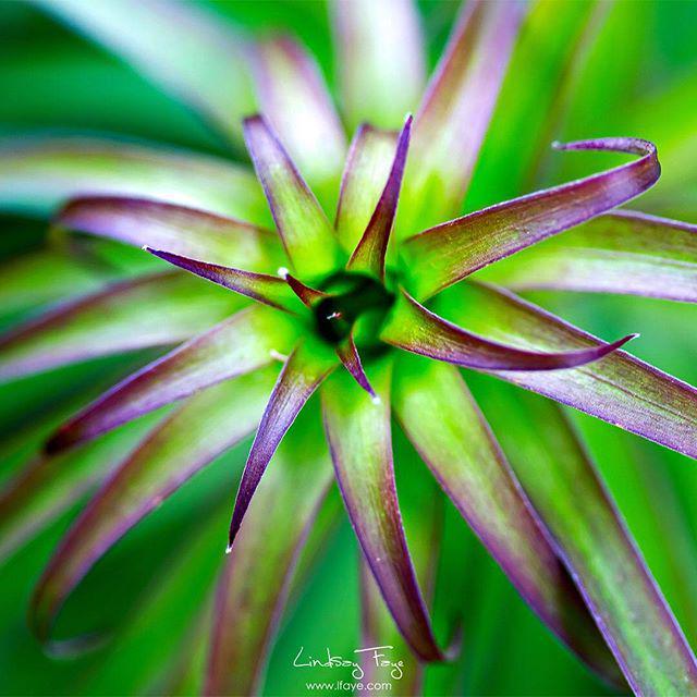 LFayePhoto's tweet photo. Happy Friday! #green #pacificnorthwest #macro #macrophotography #plant #nature #Friday #ca… http://t.co/XycK7g50w5 http://t.co/fWUKwabzX1