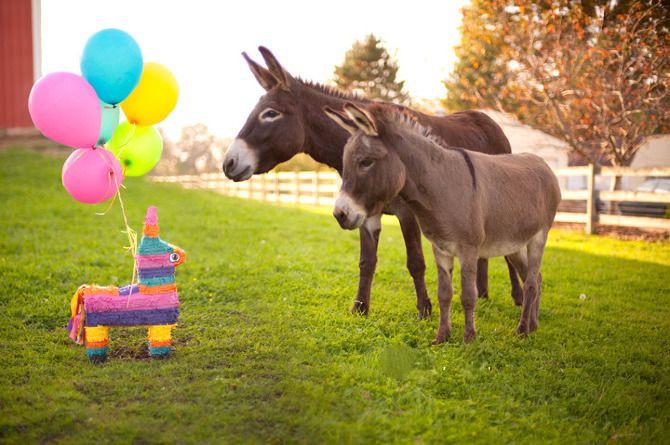 These donkeys are ready to hang up that pinata & start the #LaborDay weekend. Have a good one amigos!