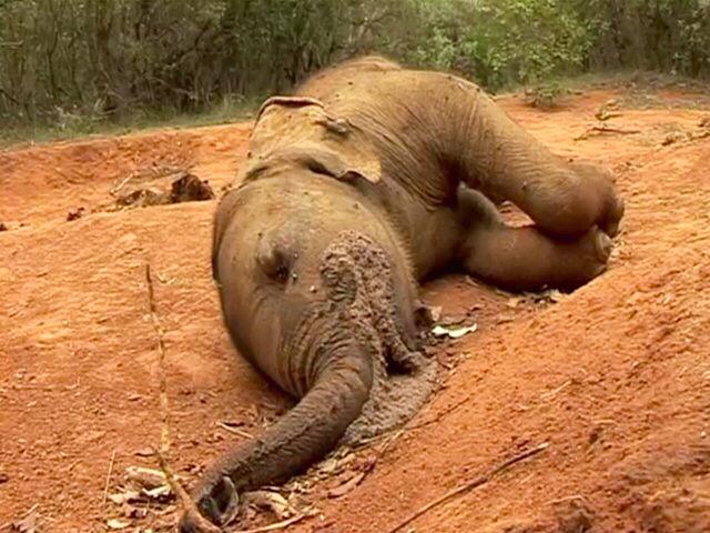 isaacBIOvega's tweet photo. ¿Cuánto vale para ti la VIDA de un ELEFANTE? Para mí NO tiene PRECIO y NO se VENDE 😡#SaveTheElephants 🆘 RT If YOU ❤️🐘 http://t.co/w0ieujzysv