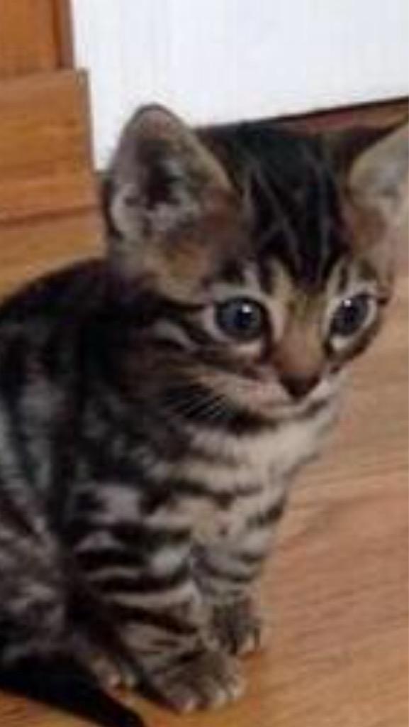 @EmotionalRiley_ the kitten stared at the tall two legged-cat- thing "...."
