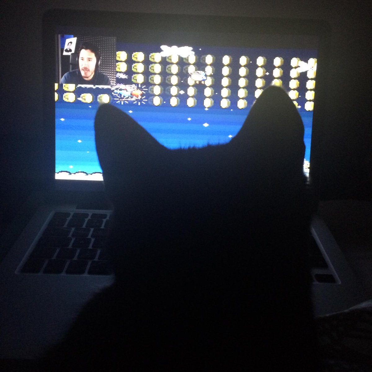 MalouGeurts's tweet photo. @markiplier avidly watching my cat watching yoshi avidly #eggplant http://t.co/N2a2ONsQTg
