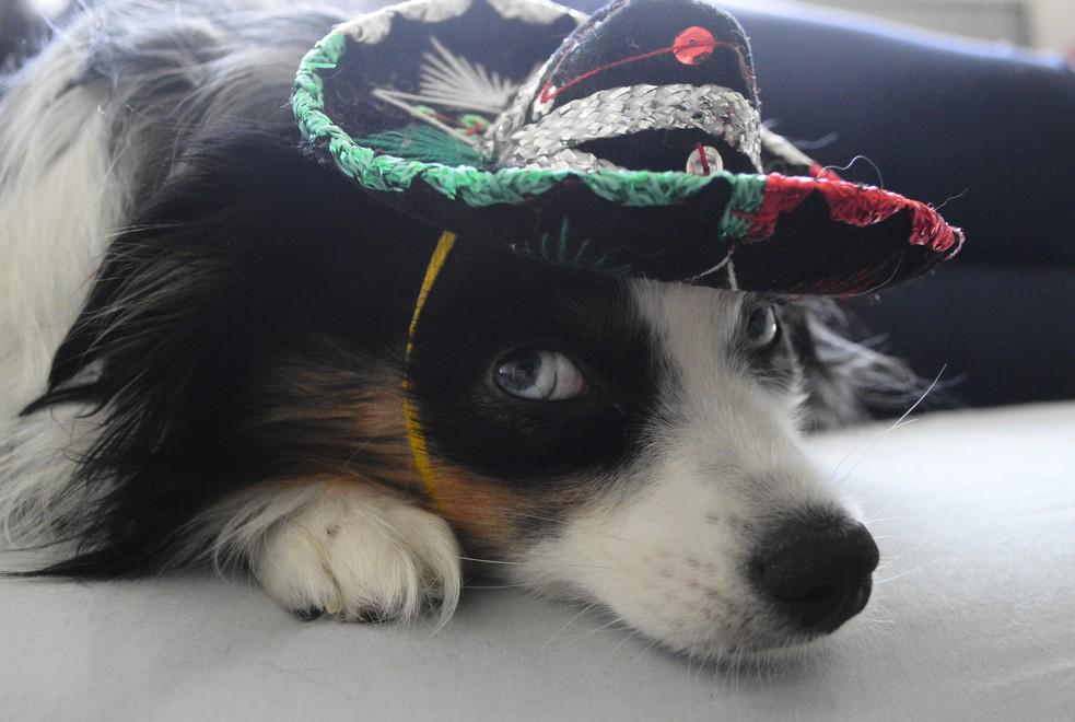 YoAmoTacos's tweet photo. You've been working too hard! Have a safe and relaxing #LabourDay! https://t.co/wh7dKPK39F http://t.co/ispiunbAgu