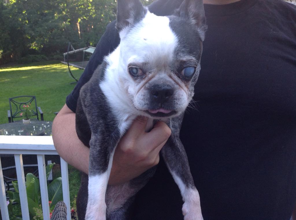 odditiesinfocus's tweet image. Bye bye Oreo. I loved you to death.