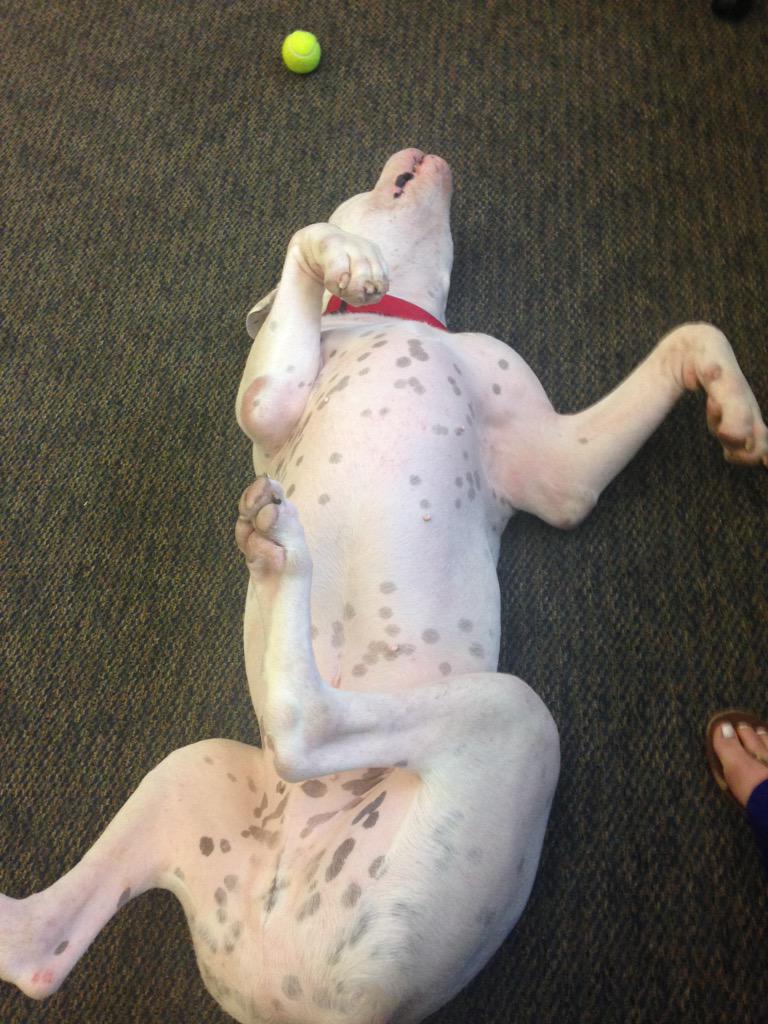 Kristy_Robin's tweet photo. I wish Basher was here everyday. @ivypollock can we keep him? @SeerInteractive http://t.co/f62fw6pVx4