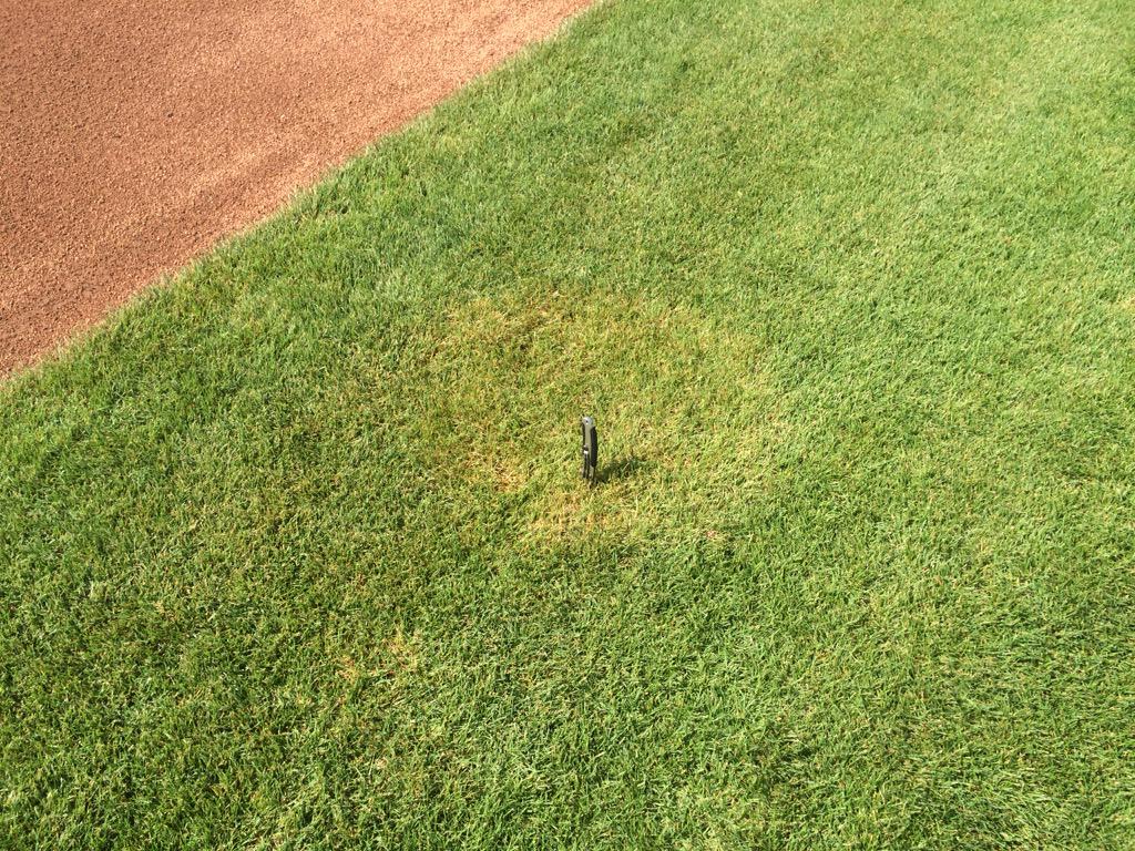 purdueturfpath's tweet photo. #FBPF Brown patch on 'HGT' Kentucky bluegrass.  Hold off on N fert until this hot weather passes. http://t.co/5WxvgE6lho