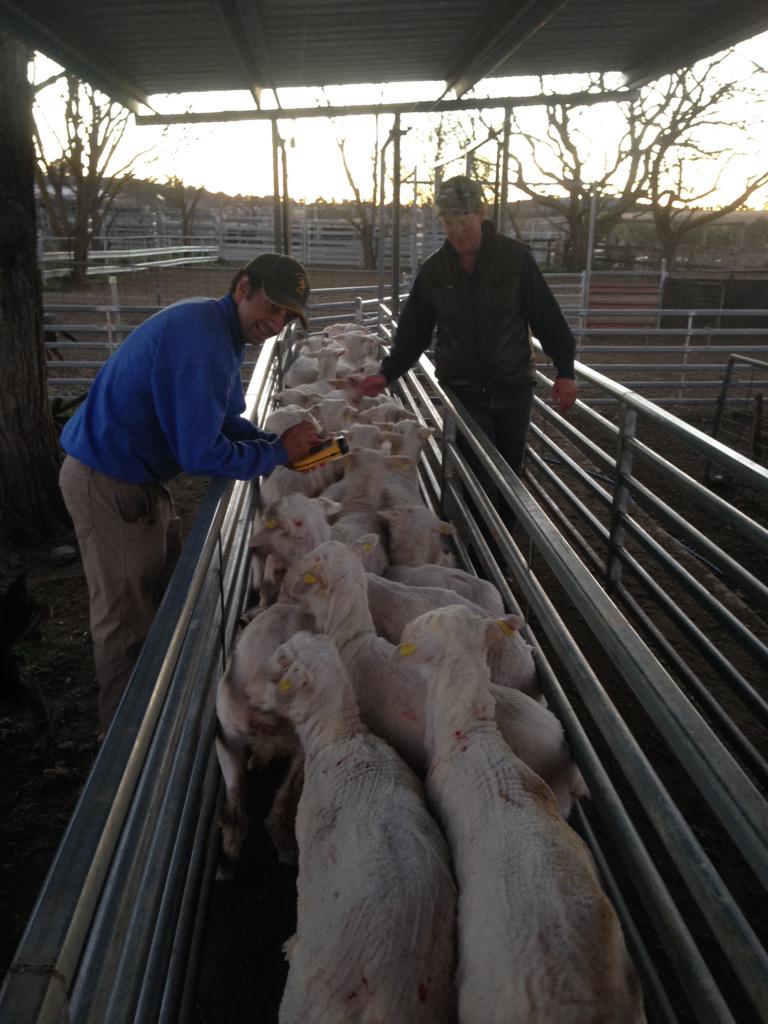 JamesMec's tweet photo. Shearing completed for 2013 drop NEMSEA #merinosuperiorsires @bcsagribusiness @pracsystems @Allflex @woolinnovation http://t.co/XUQlCjVG9M