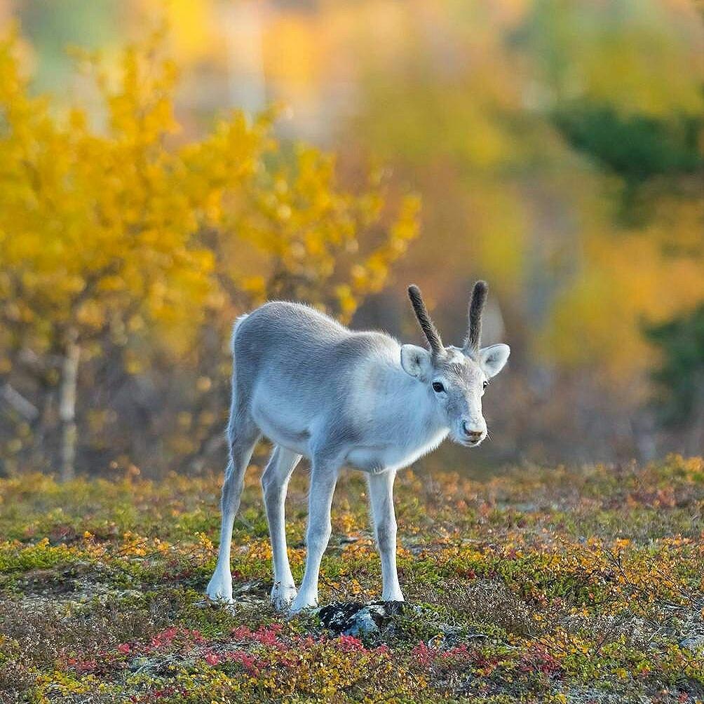 OurLapland's tweet image. Incredible Autumn #colors #colorful #nature #lapland #finland Picture of @InariSaariselka