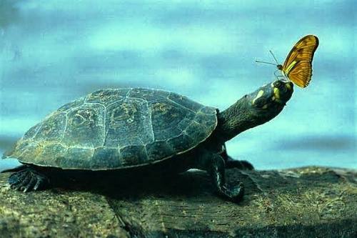 ProjektorDanis's tweet image. &apos;&apos;Yavaş yavaş ölüyoruz.&apos;&apos; dedi KAPLUMBAĞA,
&apos;&apos;Haklısın,&apos;&apos; dedi KELEBEK,&apos;&apos;Ne uzun bir gün...&apos;&apos;