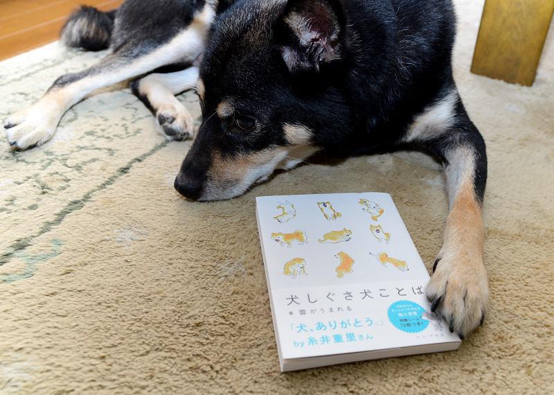 もも 一足お先に 犬しぐさ 犬ことば 9 10発売 雲が生まれるさん 著 が届きました 楽しく かわいく ちょっとせつない犬たちのイラストがいっぱい くもさんありがとう ももとじん くもといっしょに Http T Co Vawbtu0zgo Twitter