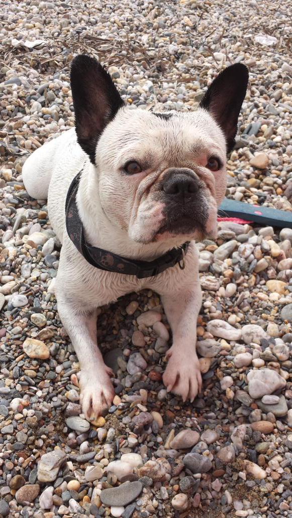 paolagoca's tweet photo. Cata pasada por agua #perro #verano http://t.co/juIvrEU04b