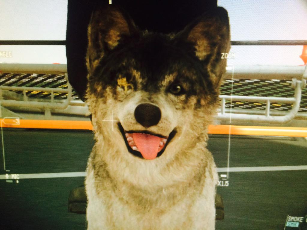 1192Daigo's tweet photo. この圧倒的犬感！ http://t.co/ppKIZEuvpT