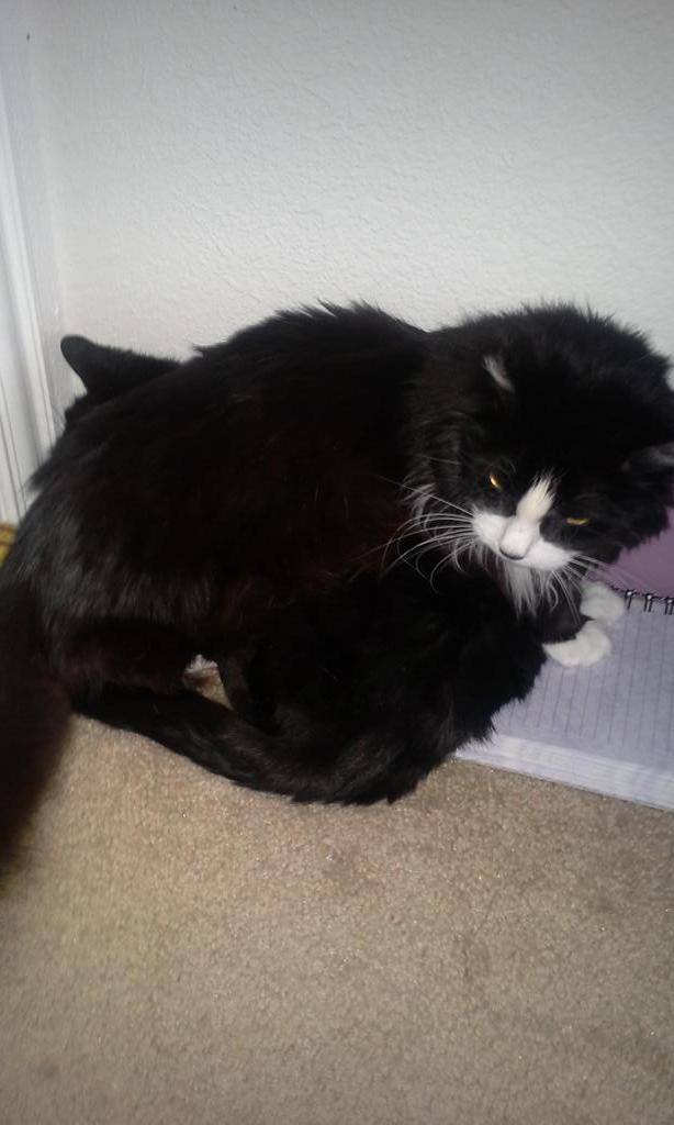 LauraDraws2003's tweet photo. Cat on a cat 😂 http://t.co/DhmCmfHXIr
