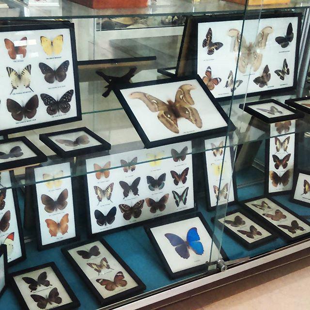 Tysntny's tweet image. Corfu #butterflies #collectionofbutterflies #shellmuseum #benitses #corfu #greece