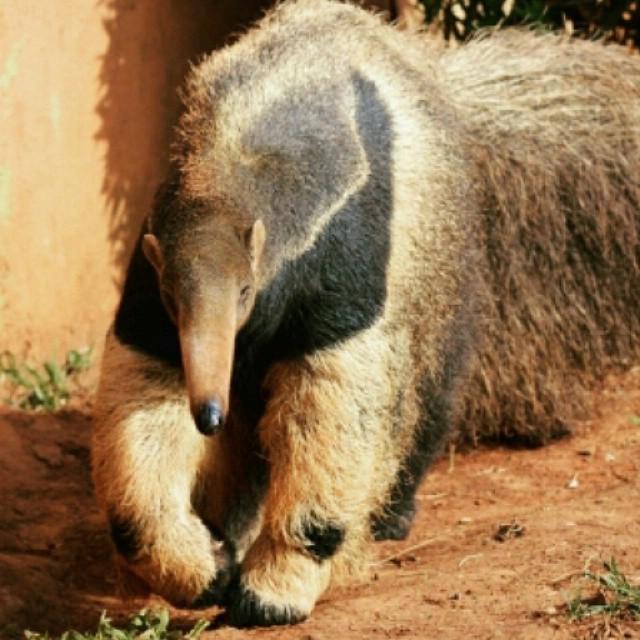 institutojurumi's tweet photo. #MuralTamandua
Tamanduá-bandeira #zoosp #zoo #tamandua #animal http://t.co/La8fhoHRha http://t.co/EXXwImOv1k