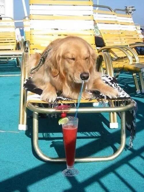 MichaelDAClarke's tweet image. Retweet if this Dog had a better summer than you.

#YouKnowSummersOverWhen