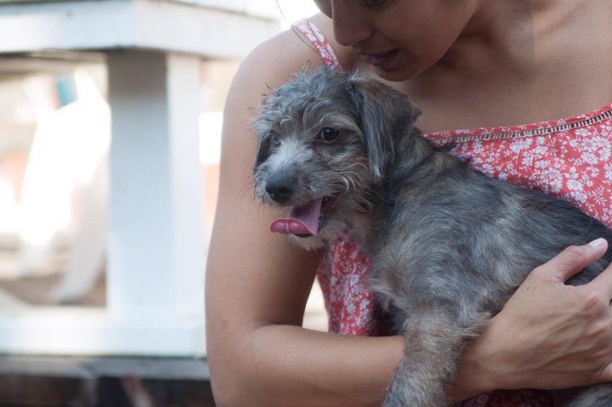 Can't wait to be reunited with dragon dog. http://t.co/Ig6Vj7dRFi<a href="/tag/mvsales"class="tags"><span>#mvsales</span></a>