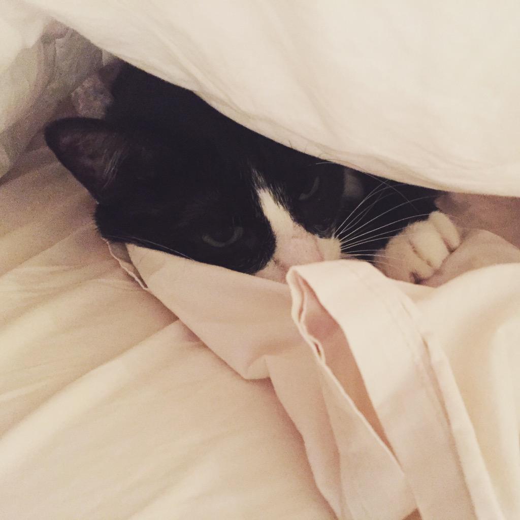 PurinaCatChow's tweet photo. Felix has turned hiding under the covers into an art form. An adorable, snuggly, little art form. #caturday http://t.co/MKqOI9627g