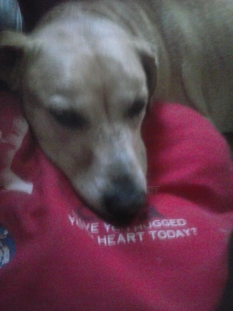 baileyisloved's tweet image. #KSDK Bailey. Say have you hugged your heart. Latley