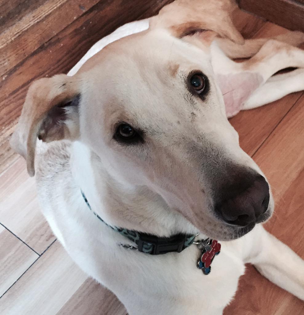 bothofus7's tweet image. When ur dog looks deep into ur eyes so long u wonder what he&apos;s thinking...then he licks his butt😏
#DeepDogThoughts