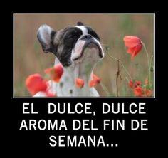 CSaludablePma's tweet photo. Deliciosa sensación de Fin de Semana!!! A disfrutarlo!!! #TuPuedes #ConceptoSaludable @NatalieDanet @janelledavidson http://t.co/DaFBQigymz