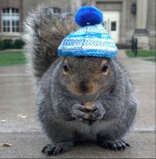 Hezzah's tweet image. #YouKnowSummersOverWhen EVERYTHING is suddenly all about &quot;pumpkin spice.&quot; 

Oh, &amp;amp; squirrels wear hats (obviously 😄).
