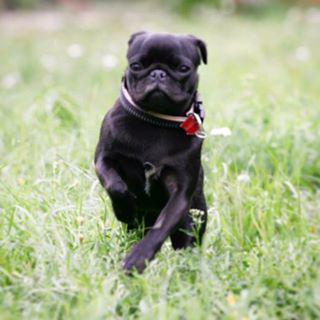 Joy_PhotoCam's tweet image. #pug #mirrormethod findelight.net/puggie_detail.…