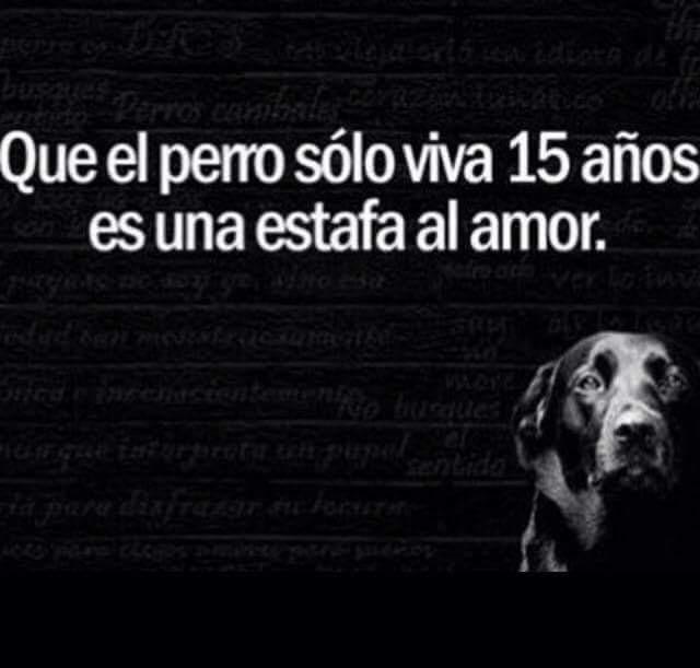 Almanimalista's tweet photo. Que el perro sólo viva 15 años es una estafa al amor!! http://t.co/Hp1DuMu9JR