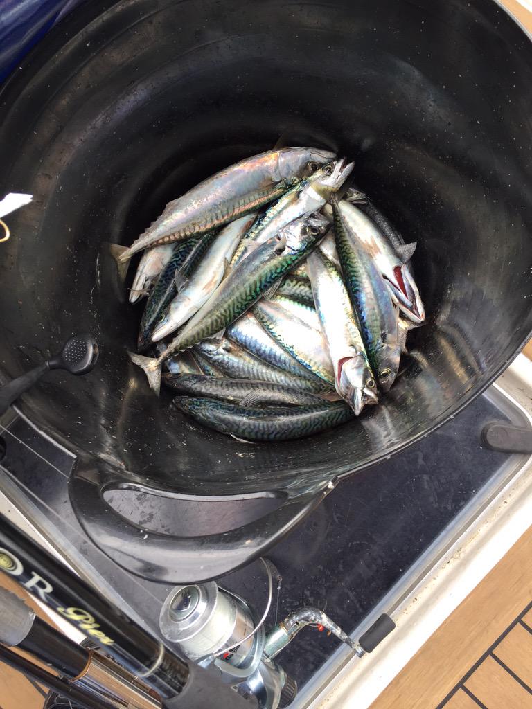 ukshoreangling's tweet image. Bucket of mackie #bait #fryingpan