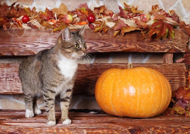 HappyCatCentral's tweet image. #YouKnowSummersOverWhen you&apos;re not the only &quot;pumpkin&quot; anymore