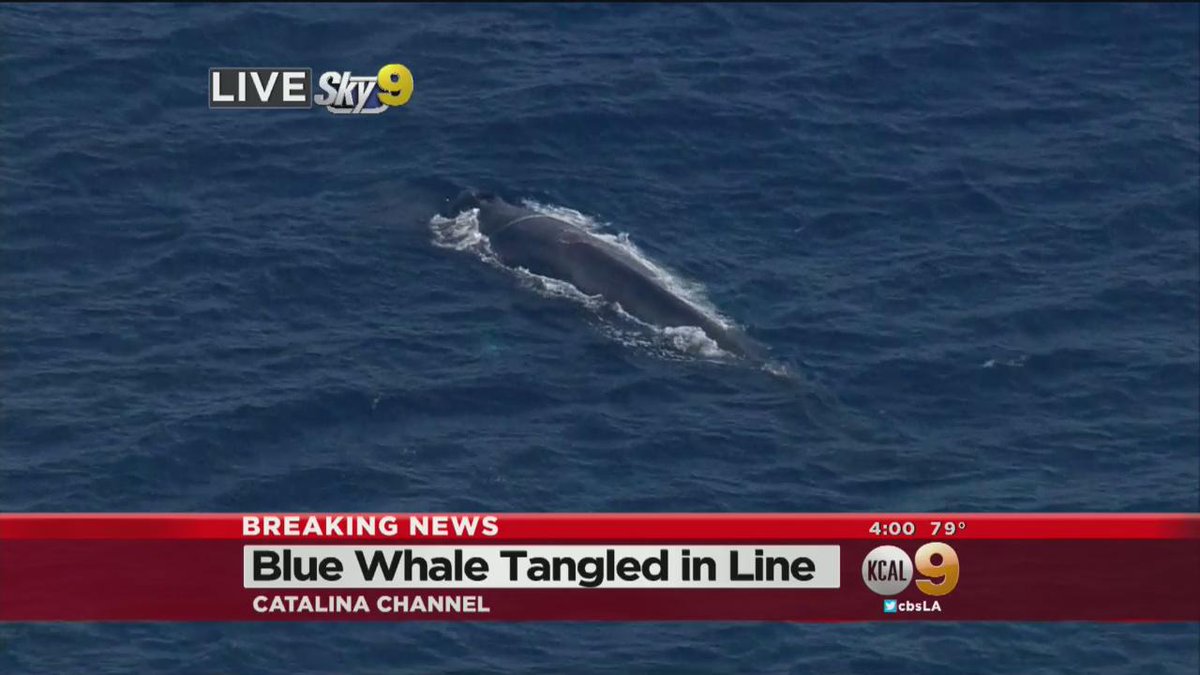 Quad Finn tweet media