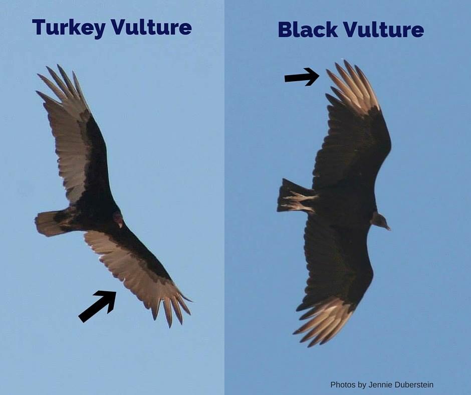 condor vs vulture condor vs vulture