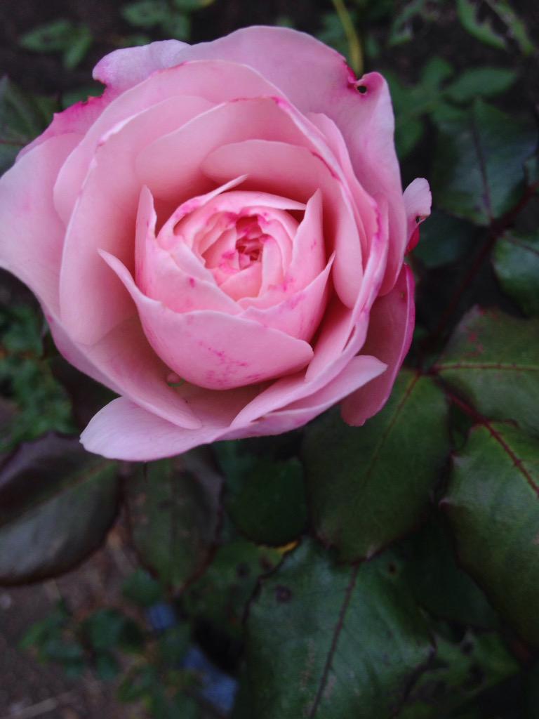 PLdecor's tweet photo. @RefugeeAction #refugeeswelcome http://t.co/bxuRRA1IYl