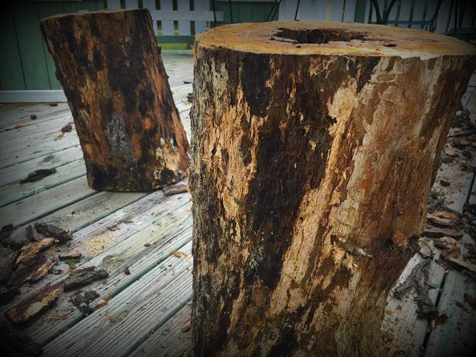 DIYApril's tweet image. So I’ve Got these Tree Stumps…. diyapril.com/2015/09/05/so-…