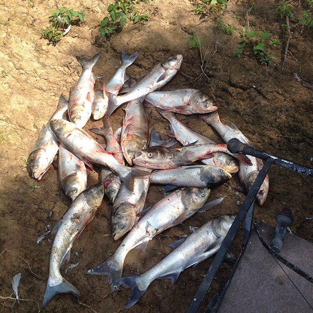 Bowfish247365's tweet photo. Fan Photo Submission by: swamphopper > #Hoyt #hoytbowhunting #bowfishing #psebowfishing #ams #amsbowfishing #cumber… http://t.co/zYPmbODIVC
