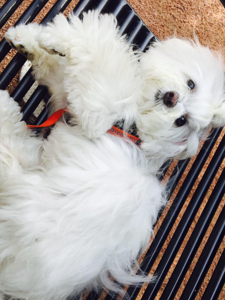 doctordaniela's tweet photo. #NaturalMasterOfRelaxation enjoys #ChiTowns last #summerdays @MaxlSchreier #dogWisdom #askdrMax http://t.co/zP7ZpdkZEl