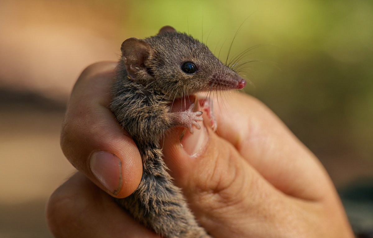 dr_danielhunter's tweet image. I'm going to miss catching these guys on the regular in the mountains #antechinus #wildoz here's one from this year