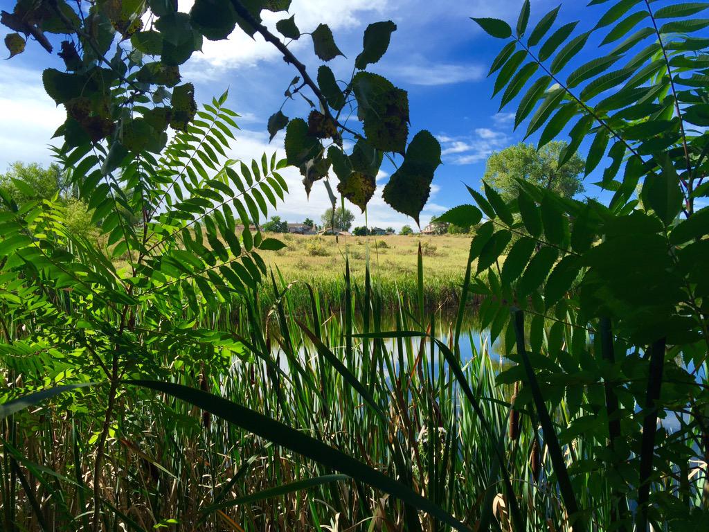 dklein7's tweet photo. Little treasure in #Arvada, CO (Not MyVada or YourVada but Arvada) #TwoPonds Nat'l Wildlife Refuge http://t.co/Z4oS6EEQc6