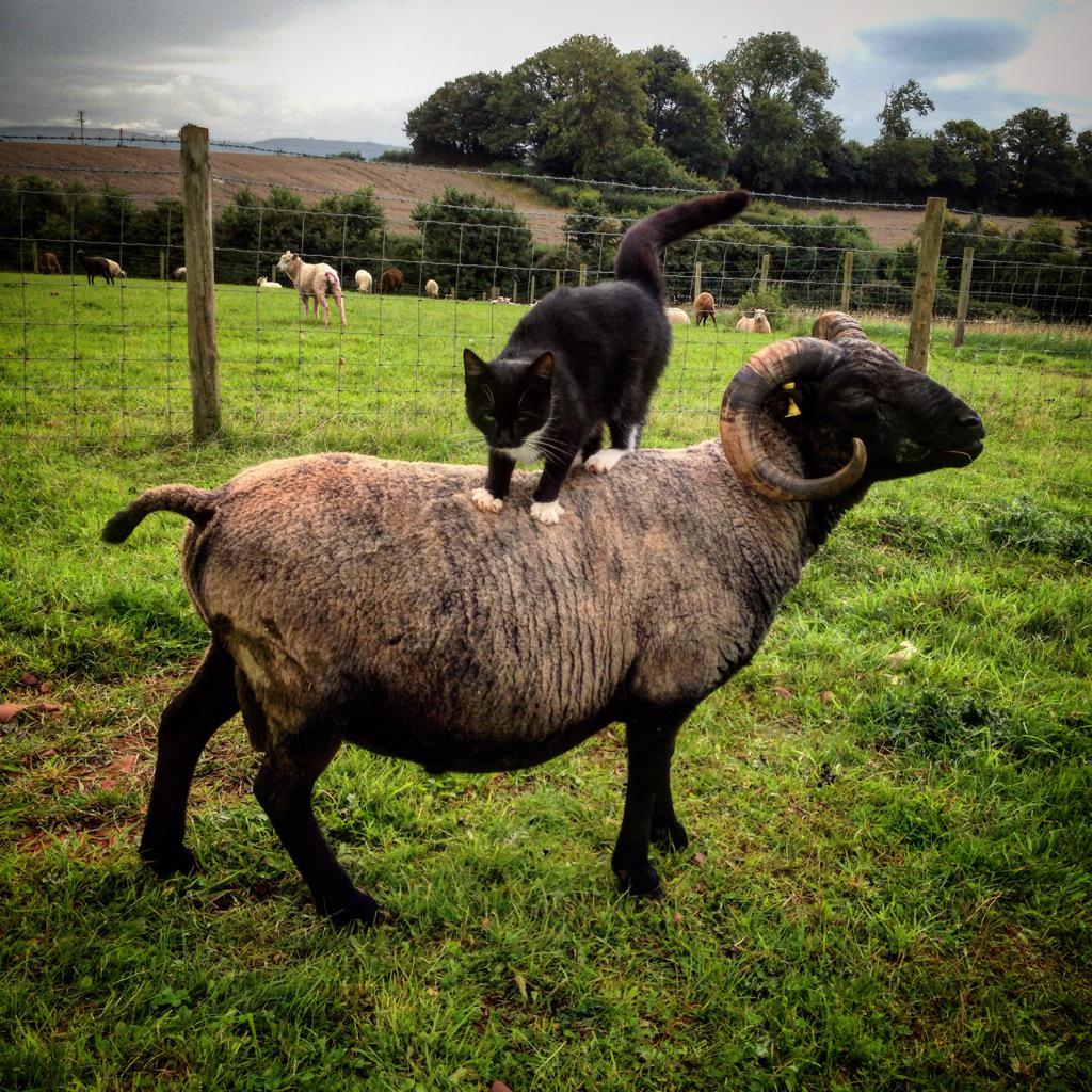 alpacadess's tweet photo. Mr Grey the #shetland #ram getting his back massage #countrysmallholding #animallovers #instadaily #rarebreed #sheep http://t.co/deFCnfeK0X
