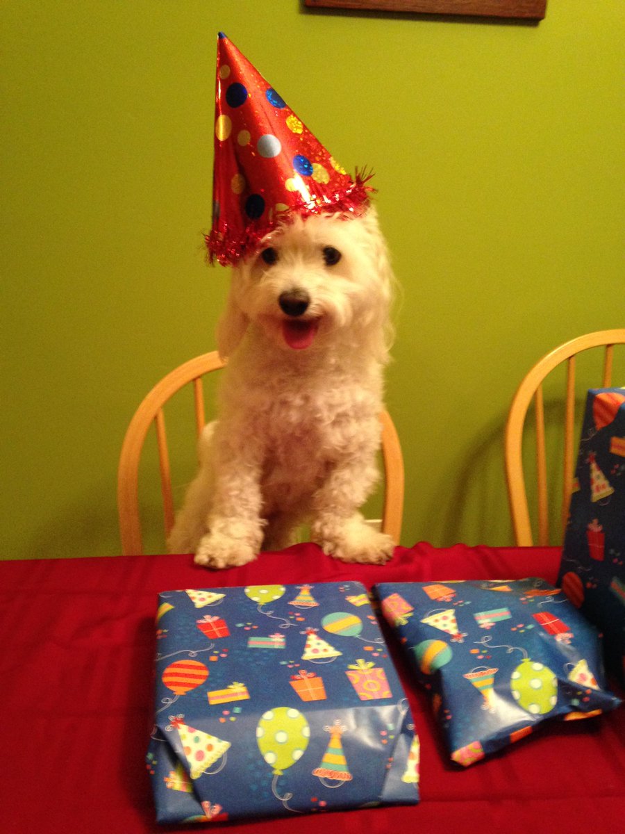 sammieplays's tweet image. Sammie ready to open his presents today for his 1-year Anniversary celebration. #dogsoftwitter #dogs #dogsofjoy