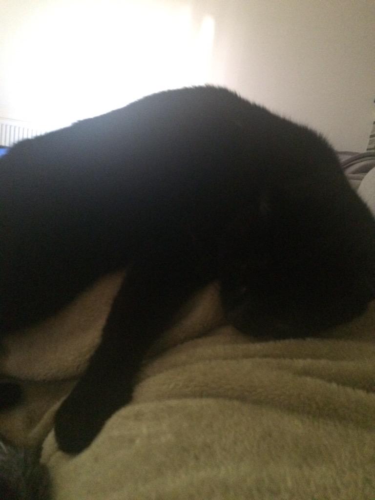 Trying to nap with mum on the sofa, the blooming cat is getting in on the action! #Grrr