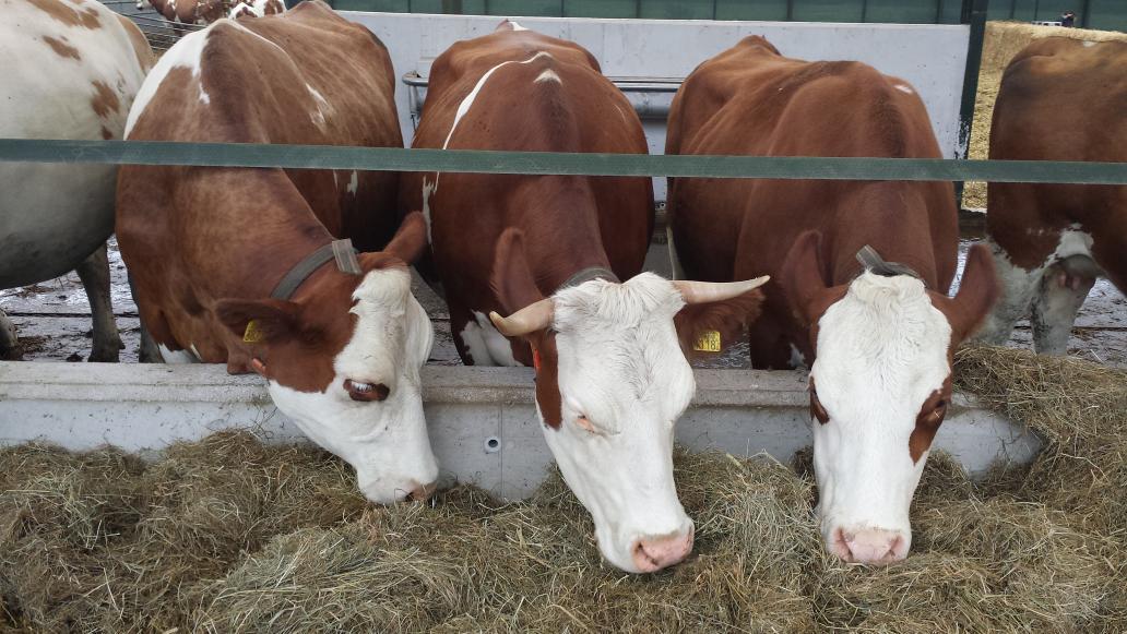 Het koeien ontbijt <a href="/BieslandDagen/">BieslandDagen</a> 
wij schuiven zo aan!