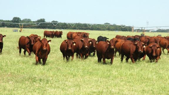 Cattle Inventory By State (Rankings; % of U.S.) goo.gl/aHPCrO