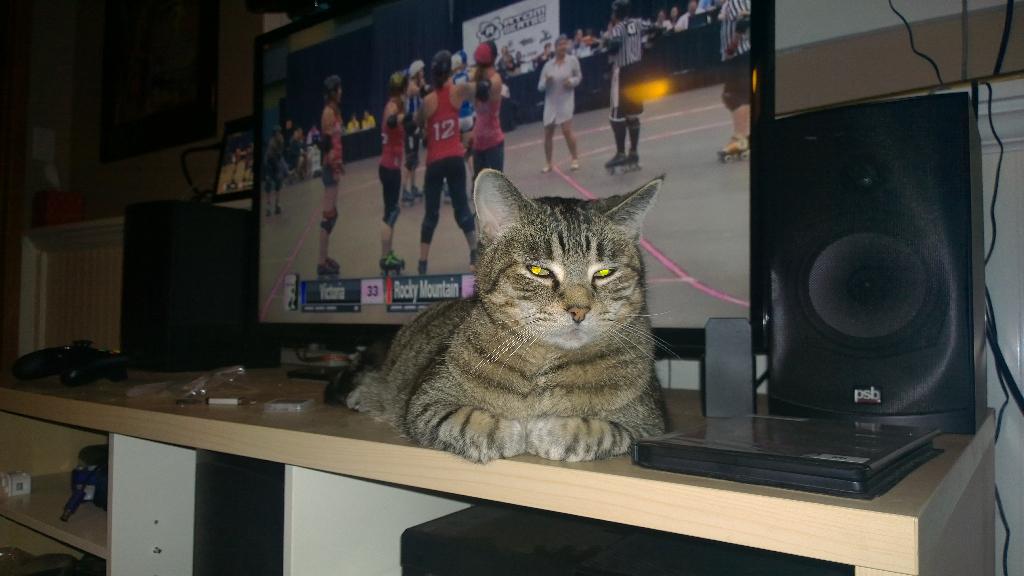 JammertheCat's tweet photo. New region. Old position. #seemyback #petsofwftda http://t.co/wLtY8rixgy