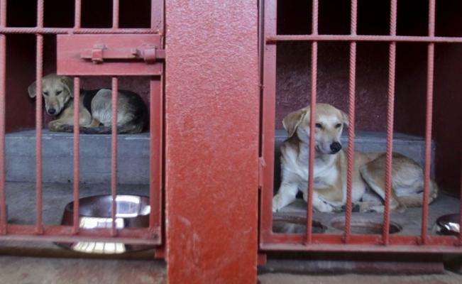 El_Universal_Mx's tweet photo. #Entérate Maltrato animal surge por falta de cultura, de mil 500 casos solo se resuelven 100 http://t.co/pHDJgnM2N4 http://t.co/348cjTKxuo
