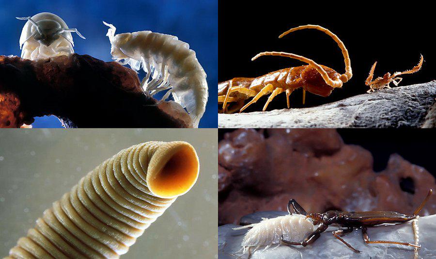 さいたま改２ ルーマニア 過去550万年間 外部から完全分離されていたモビル洞窟で 未知のヒルを含む33種類の新種を発見 Http T Co Ytdlhkrxwb 洞窟内は酸素濃度10 硫化水素 メタン 二酸化炭素の濃度が高い特殊な環境 Http T Co Gv7cnptaix