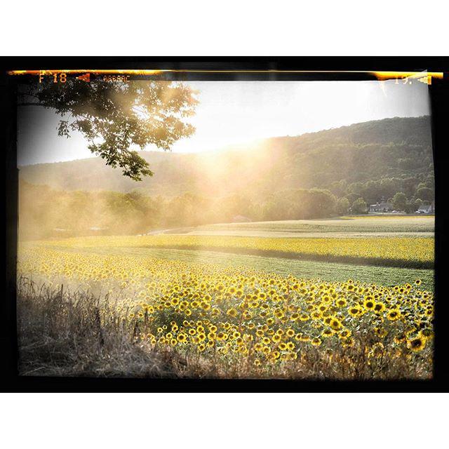 rickgerrity's tweet photo. A dusty wagon ride on our Sunset Sunflower tour at Donaldson Farms! @uniquephoto #ulumix #… http://t.co/EVJ8PqCukR http://t.co/XXCava3sjF