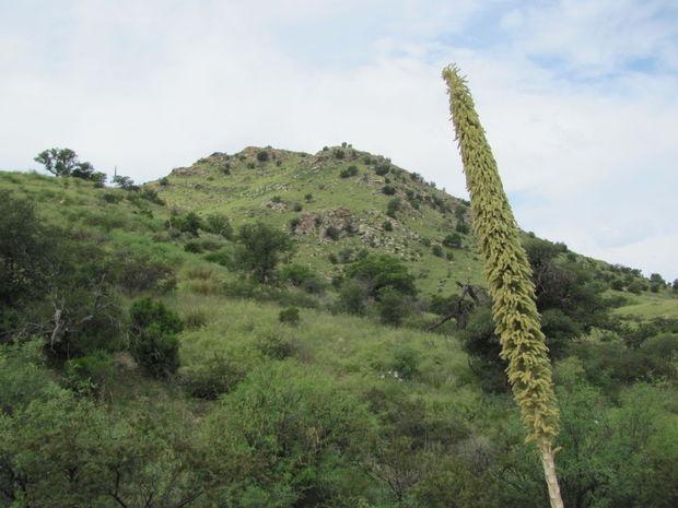 Monsoon brings greenery, flowing streams, wildflowers tucne.ws/1NVp8CG