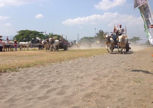 jalanbhakti's tweet photo. Di Lap. ada lomba balapan gerobak sapi. #FGS2015 ~ via @FGS_2015 http://t.co/pLegCAJKM6